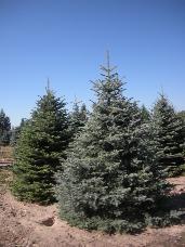 Colorado Spruce